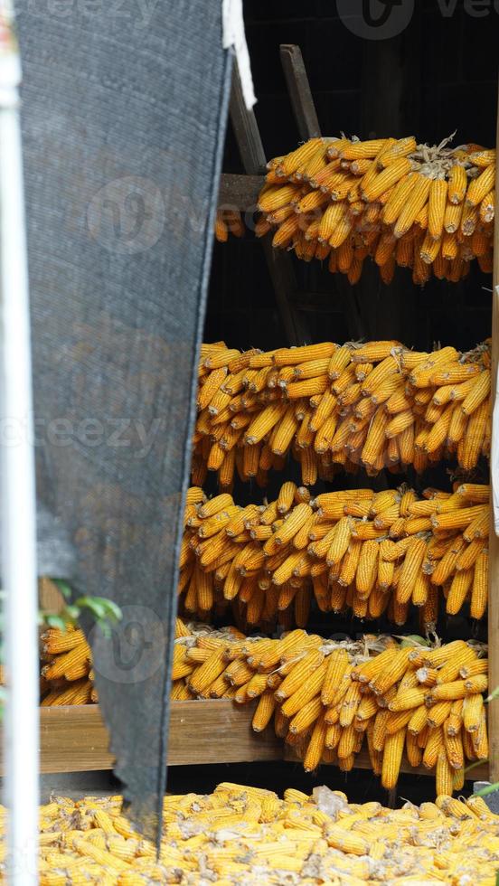 les cordes de maïs suspendues dans la cour en automne photo