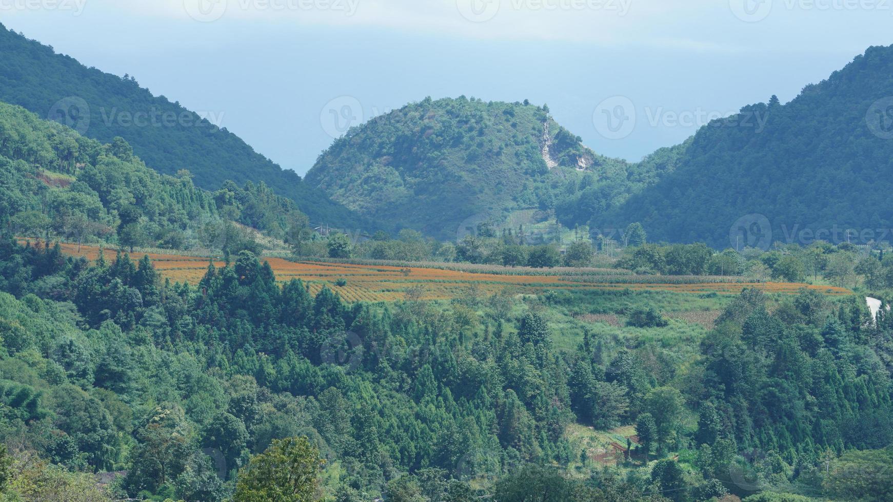 la vue sur le champ de riz jaune de récolte situé dans la vallée parmi les montagnes avec le ciel nuageux en arrière-plan photo