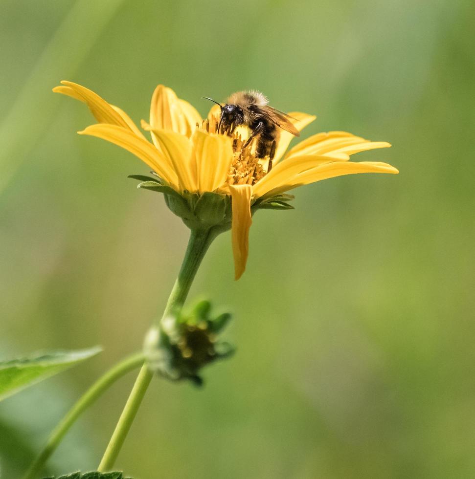 abeille pollinisant une fleur jaune photo
