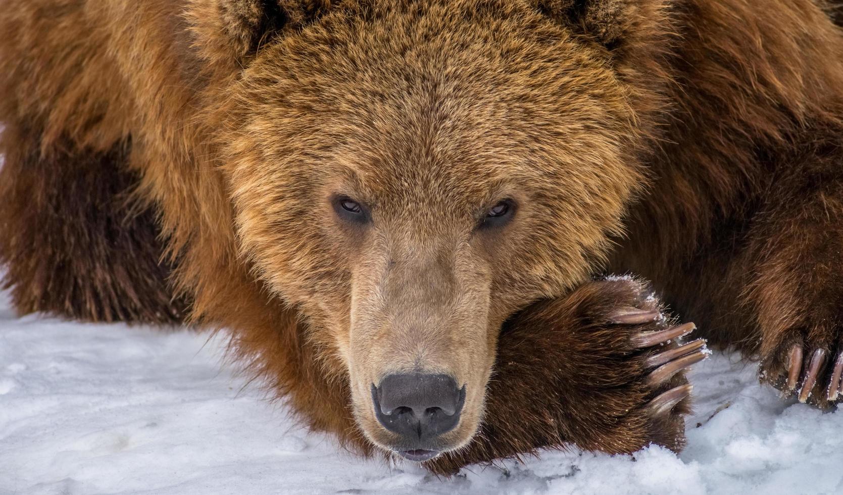 gros plan de l'ours kodiak brun au repos photo