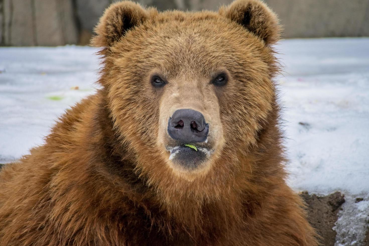 gros plan de l'ours kodiak mangeant photo