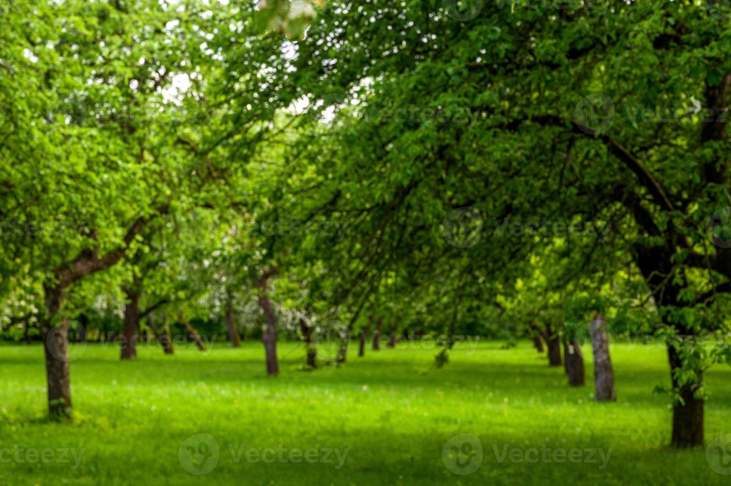 image entièrement floue des arbres dans le parc, bannière de printemps avec place pour le texte. image d'arrière-plan photo