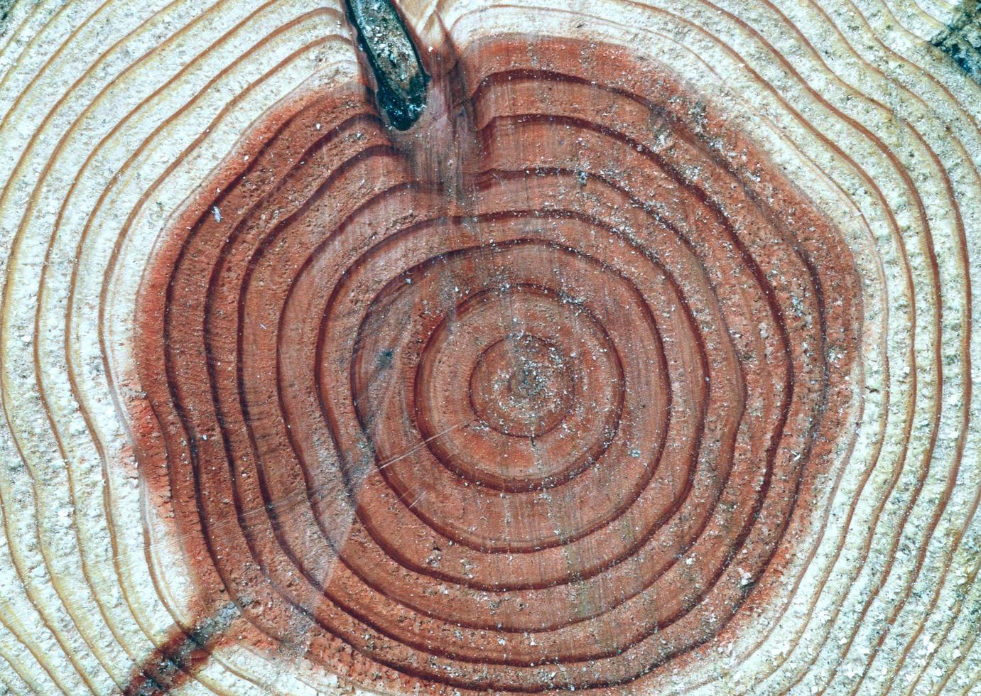 section du tronc avec anneaux annuels beaux motifs pour la conception décorative ou les papiers peints, fond naturel dans un style abstrait. photo