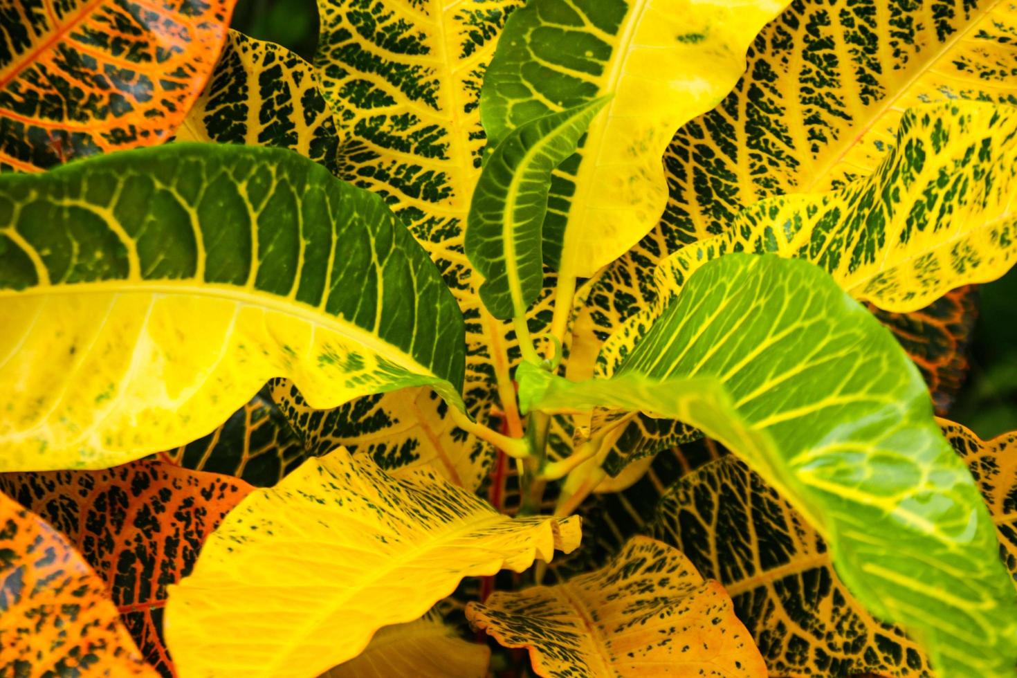 croton, laurier panaché, feuilles de croton de jardin colorées dans le jardin thaïlandais photo