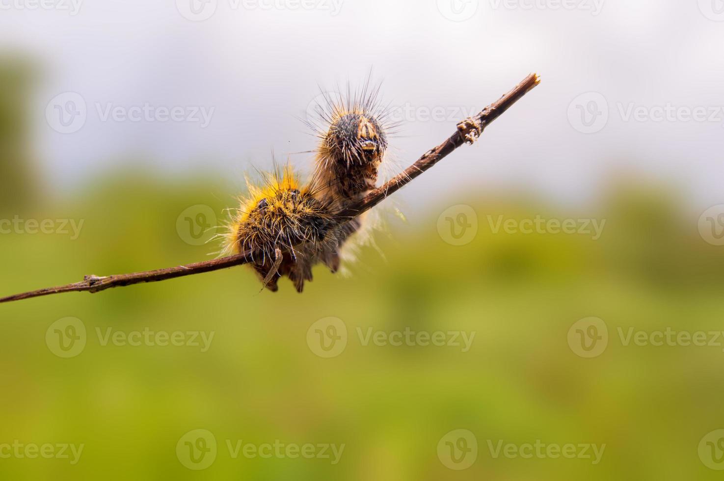 une chenille est assise sur une tige dans un pré photo