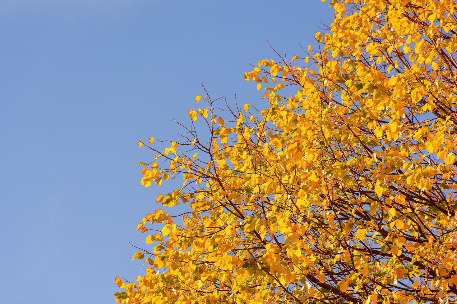 vue panoramique sur les feuilles d'automne jaunes contre le ciel bleu photo