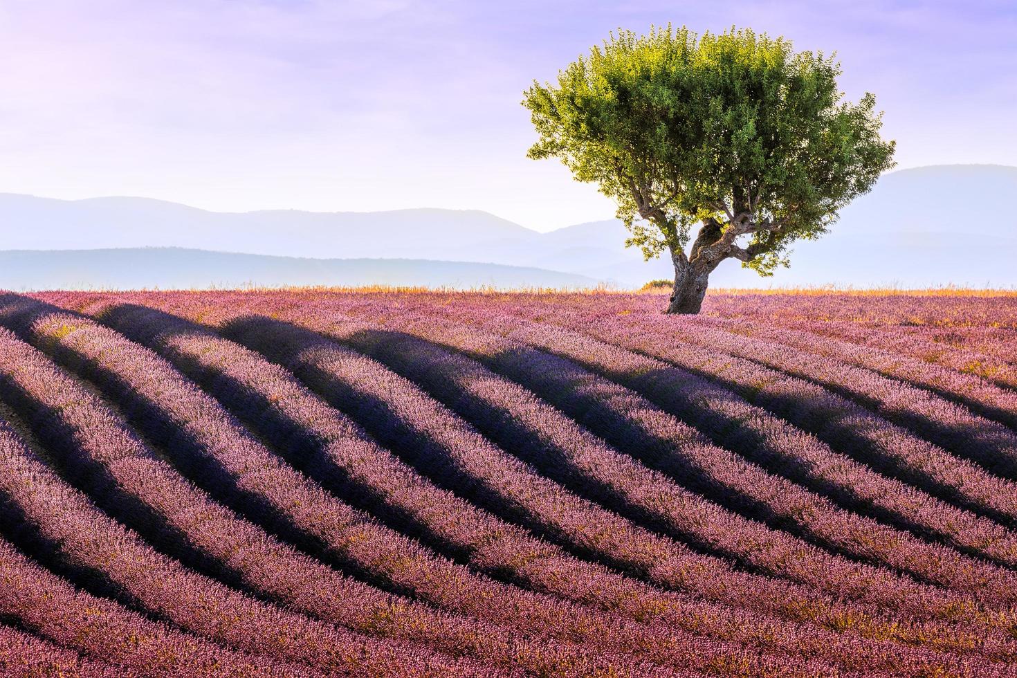 vue panoramique sur l'amandier dans le champ de lavande en provence pendant la lumière chaude du coucher du soleil d'été photo