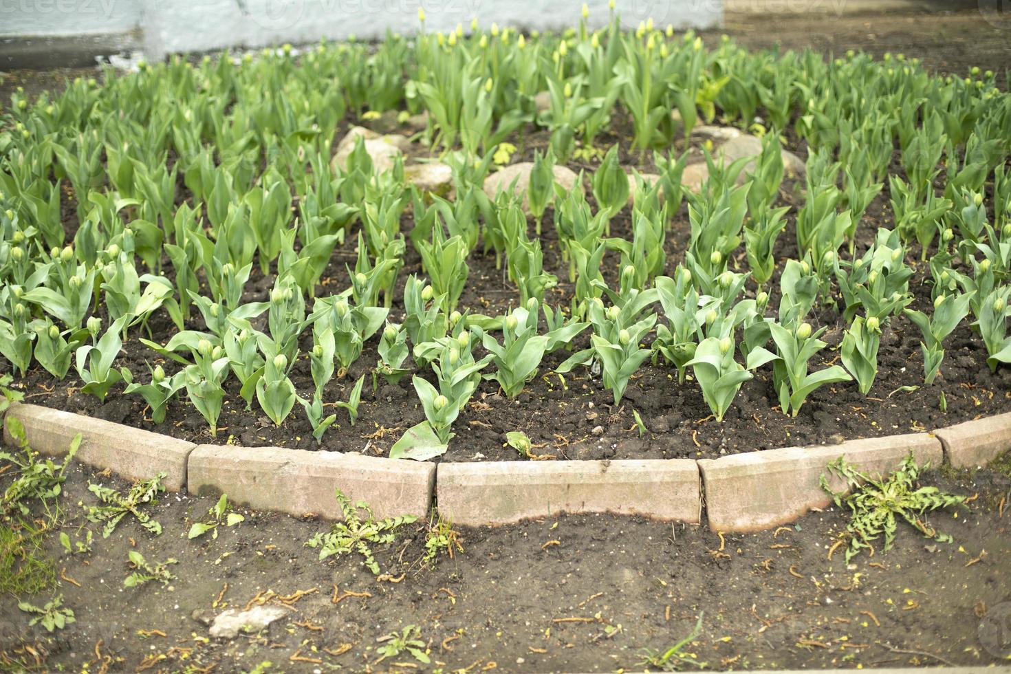 fleurs dans un parterre de fleurs. tulipes en été. photo