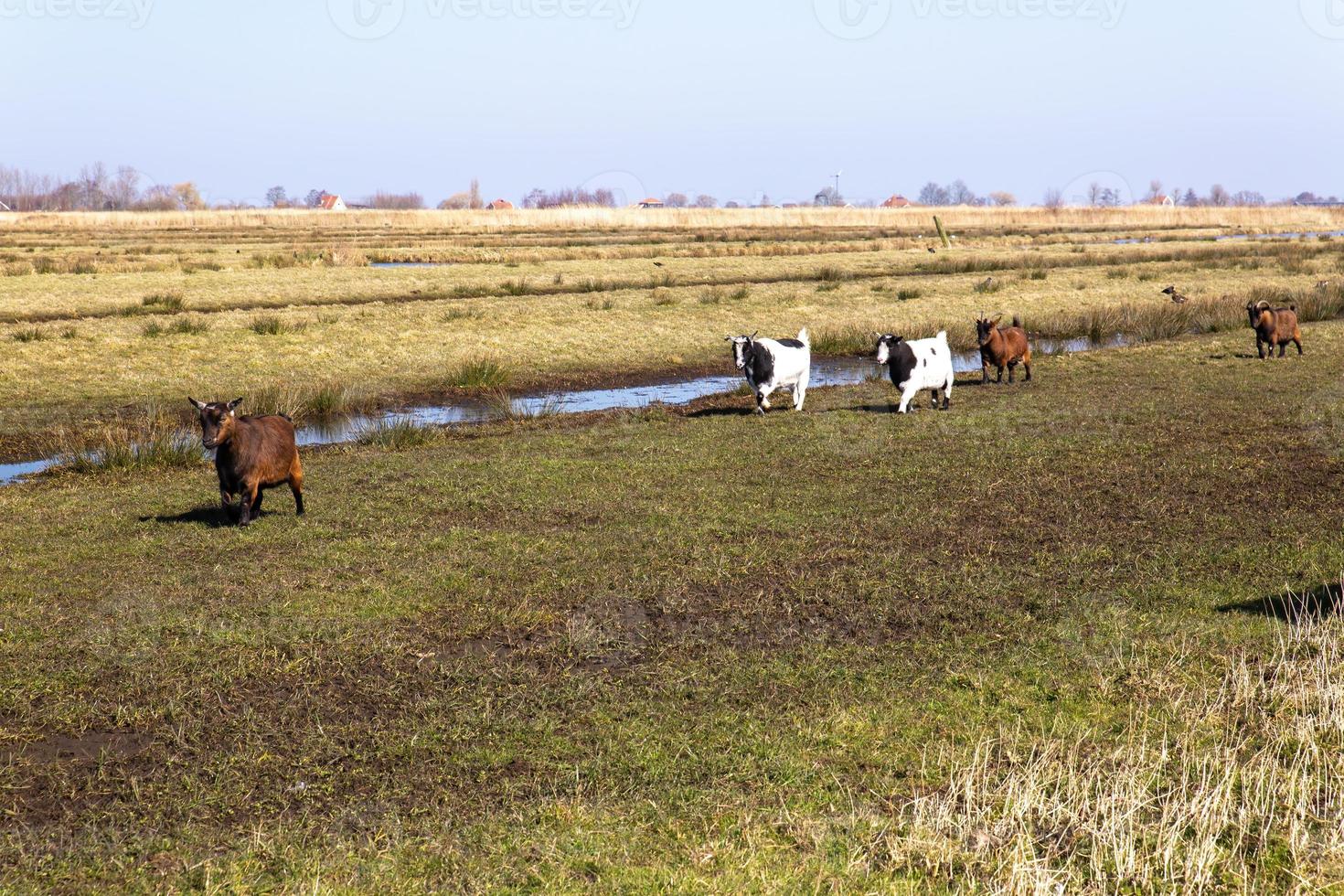 des moutons paissant dans les plaines néerlandaises photo