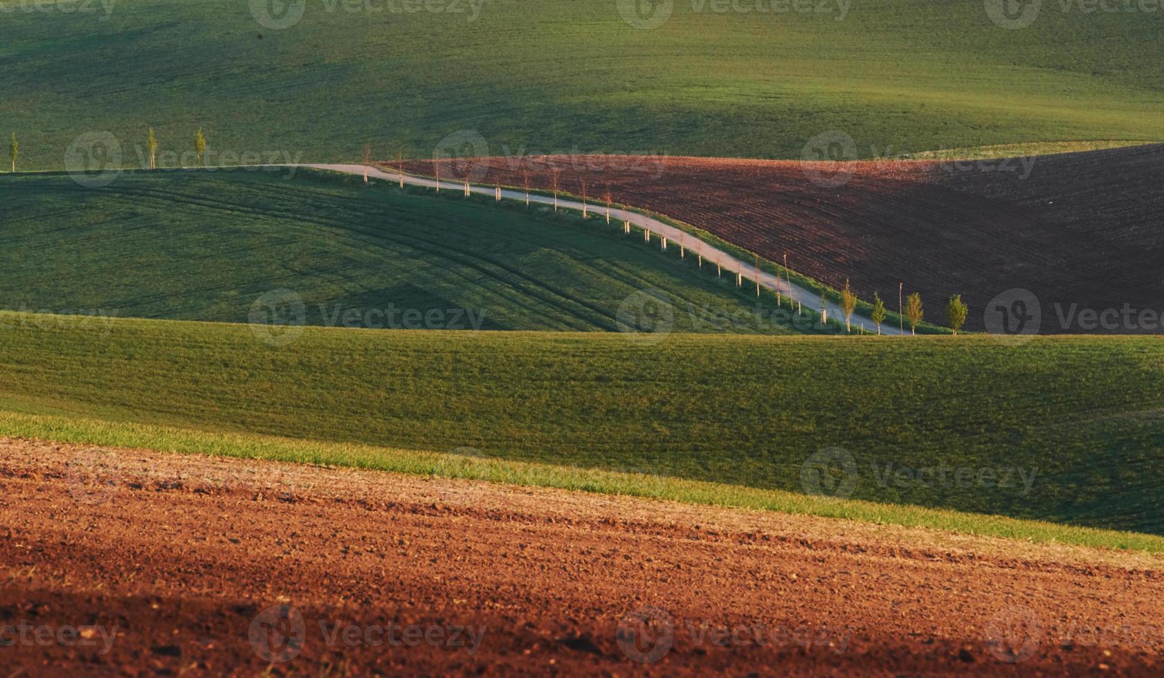 belle nature. ligne d'arbres frais sur les champs agricoles verts pendant la journée photo