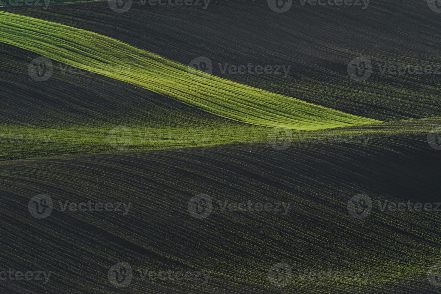 scène champêtre. champs agricoles verts de moravie pendant la journée. beau temps photo