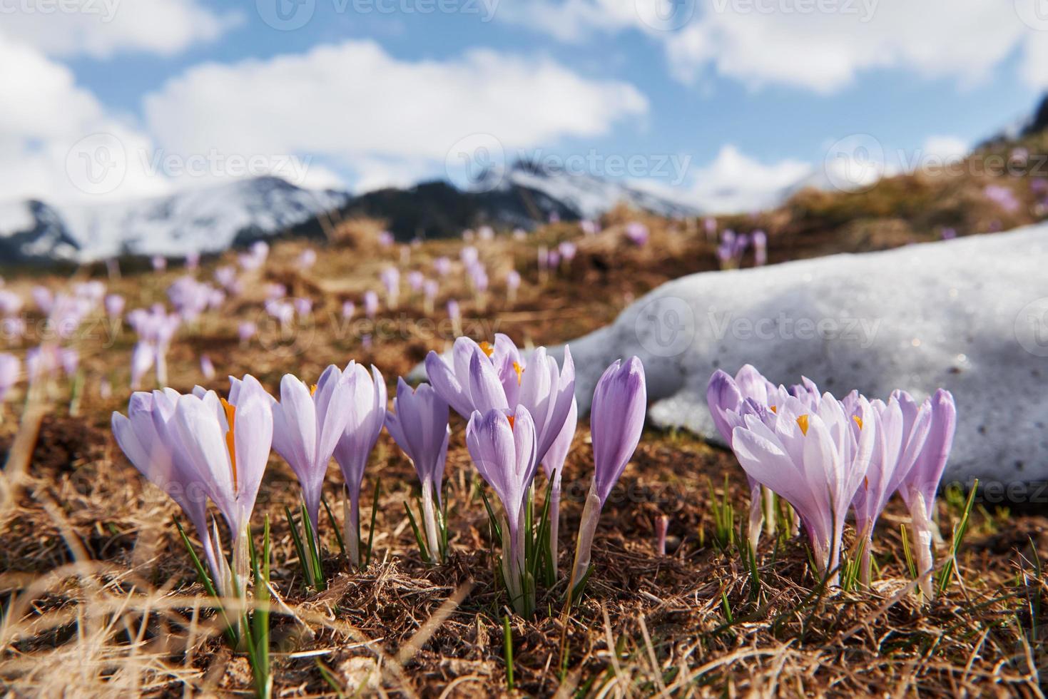 belles montagnes en moravie. vue au sol de fleurs épanouies photo