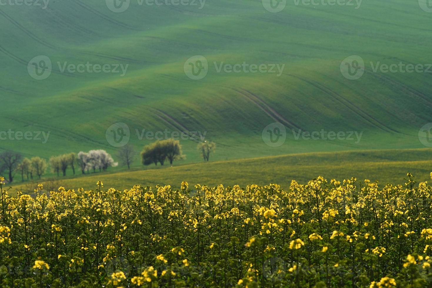 belle prairie. champs agricoles verts de moravie pendant la journée. beau temps photo