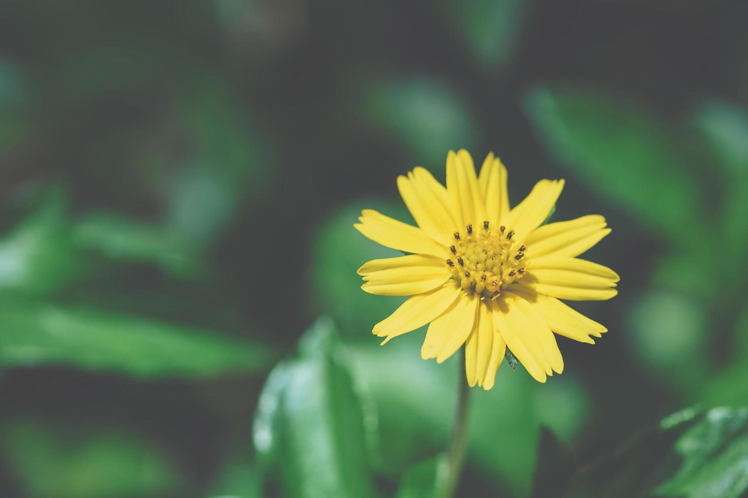 fleur de cosmos jaune photo