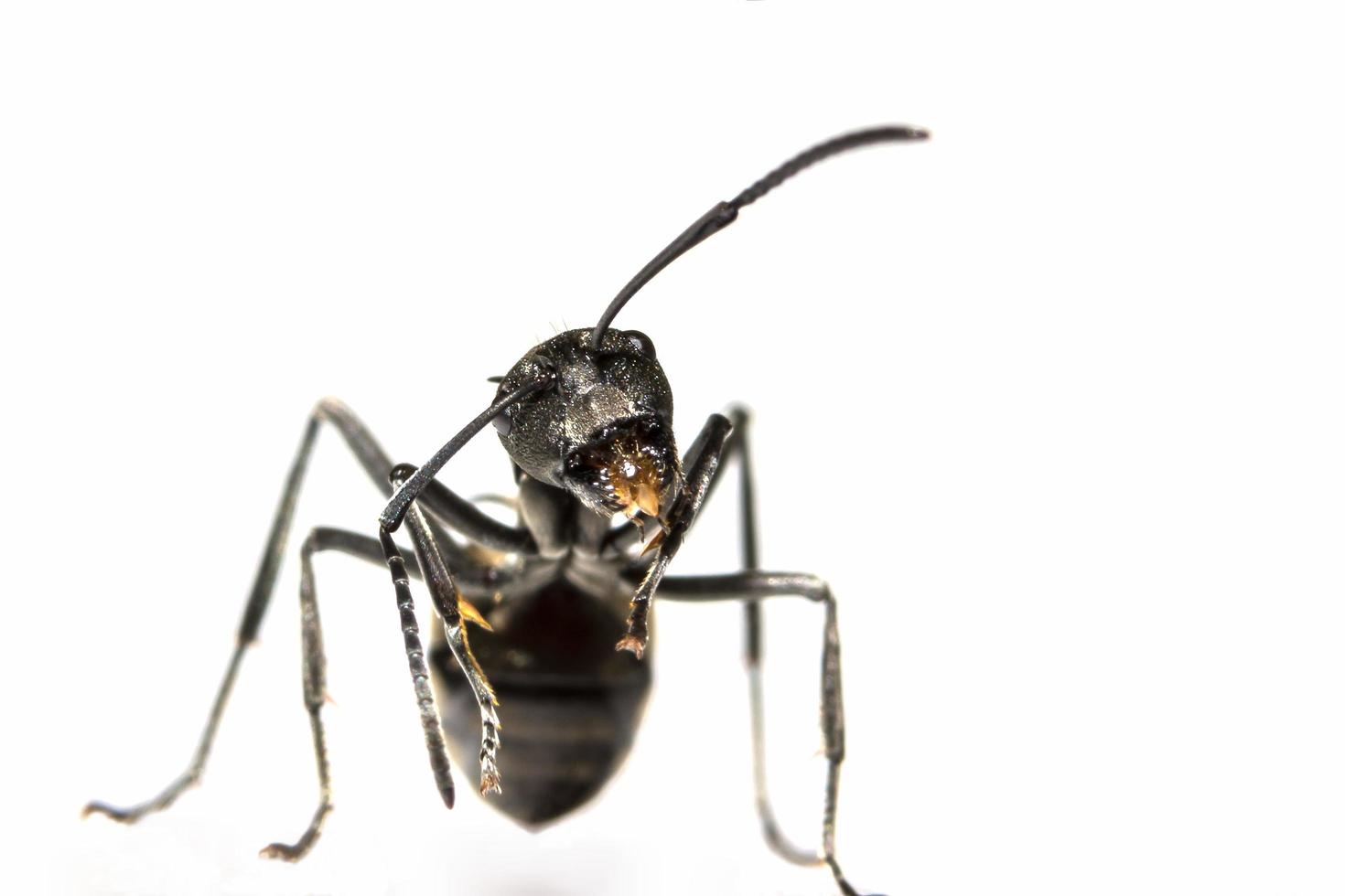 fourmi noire sur fond blanc photo