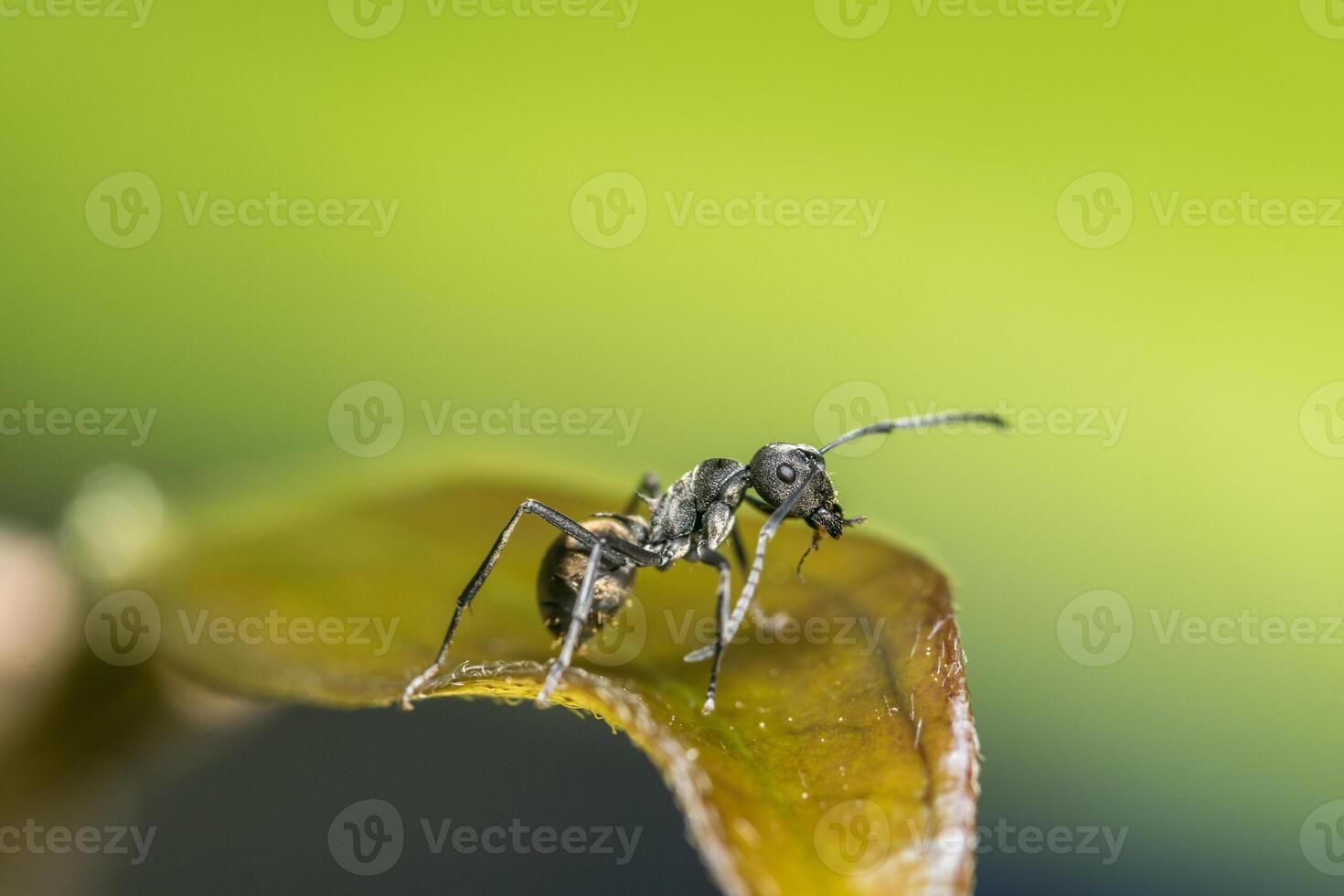 fourmi noire sur une feuille photo