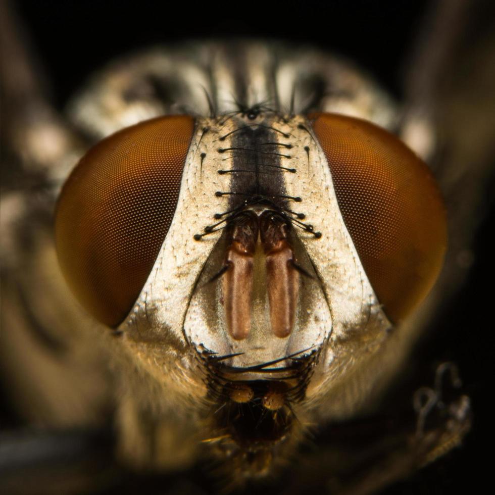 voler sur une feuille, macro photo