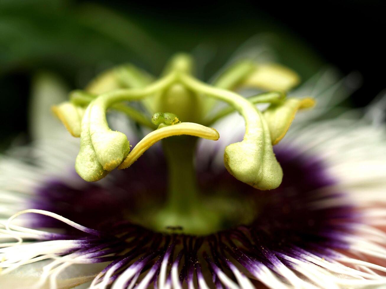 fleur de fruit de la passion photo