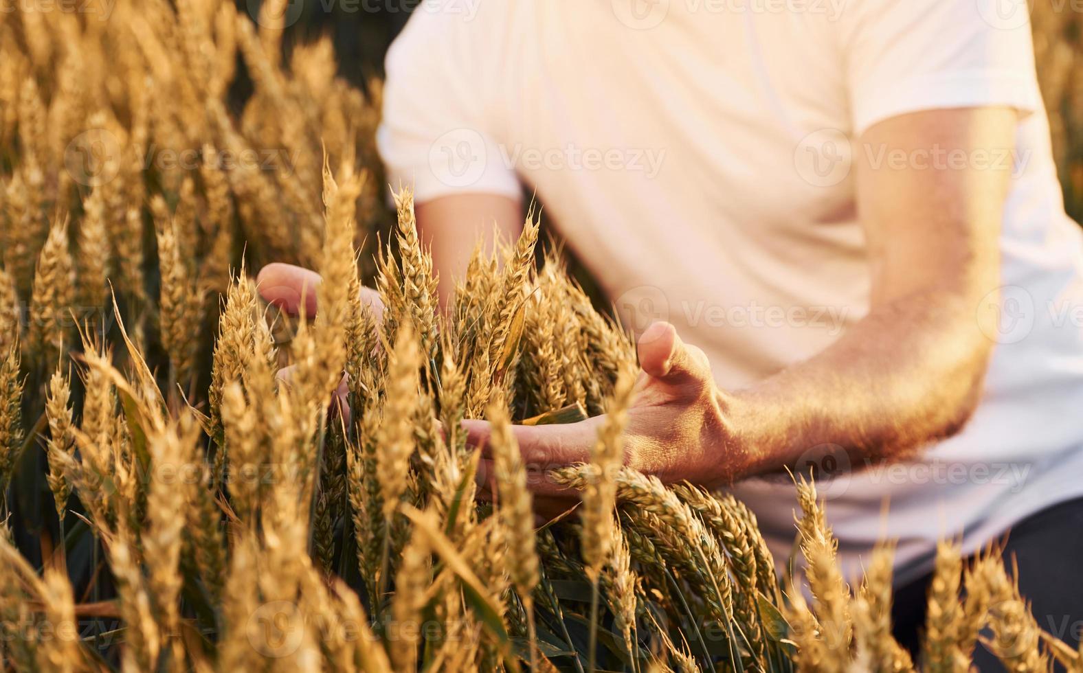 vue particulaire d'un homme âgé qui, sur le terrain agricole pendant la journée, touche la récolte photo