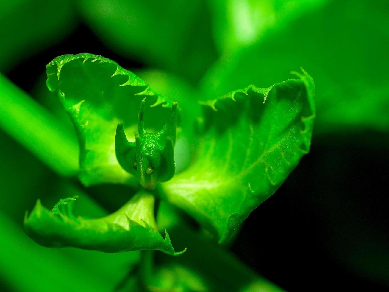 gros plan, de, a, plante tropicale, dans, nature photo