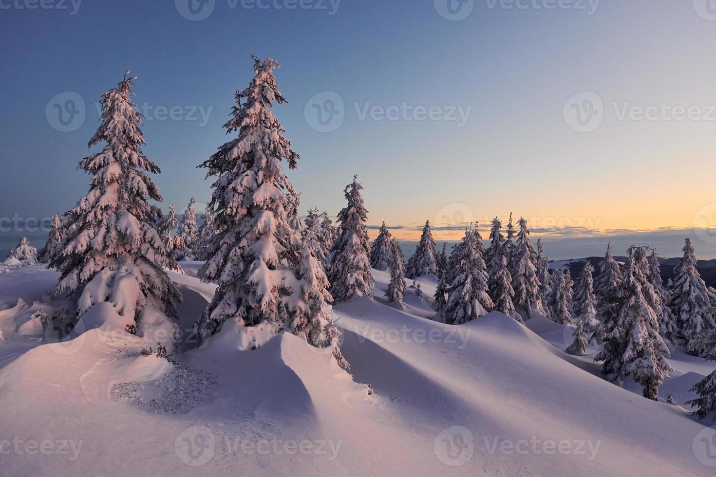 la neige recouvre beaucoup de terrain et d'arbres. paysage d'hiver magique photo