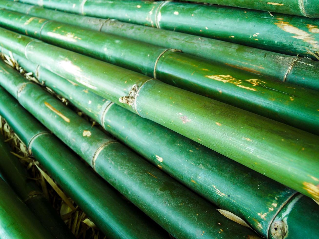 longues rangées de bambou photo