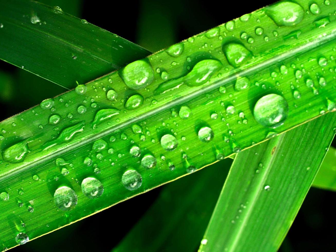 gouttes d'eau sur feuille photo