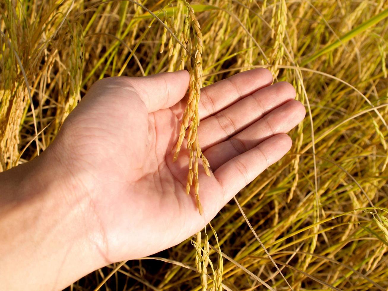 récolte mature de riz doré photo