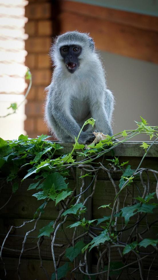 singe gris sur un buisson photo