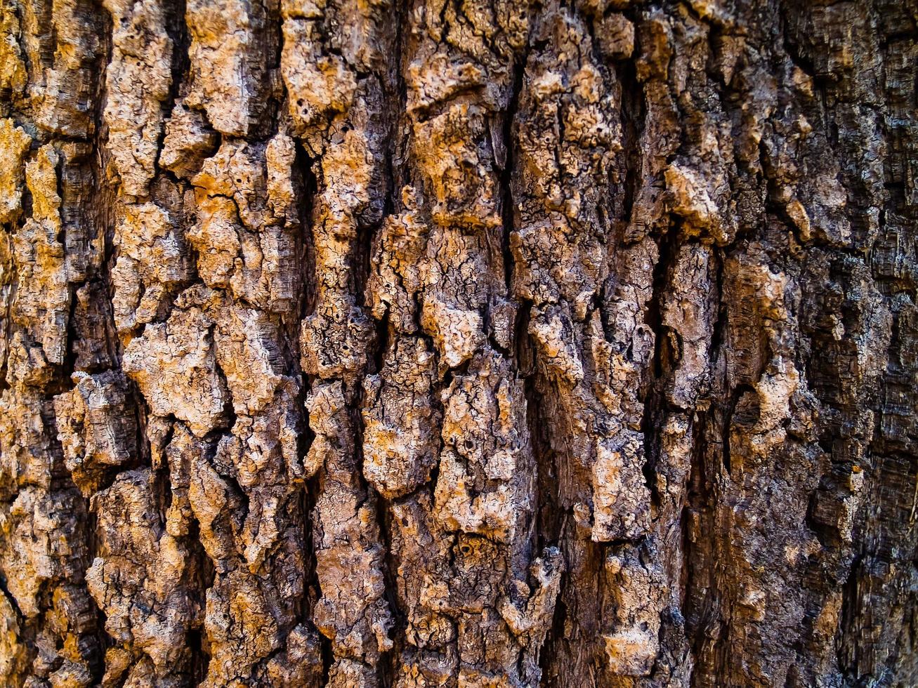 écorce d'arbre texturée photo