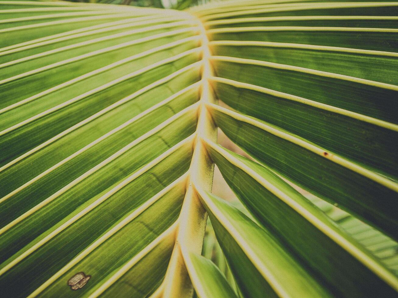 gros plan de feuilles de noix de coco naturelle photo