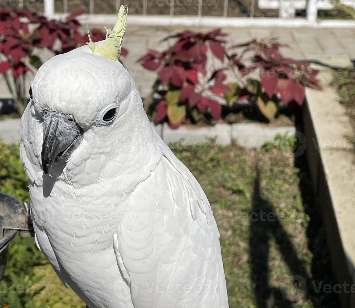 oiseau cacatoès exotique blanc intelligent perché dans le sanctuaire d'oiseaux, interagissant avec les visiteurs photo