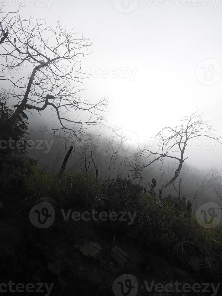 branches d'arbres secs avec fond de brume et sensation mystique photo