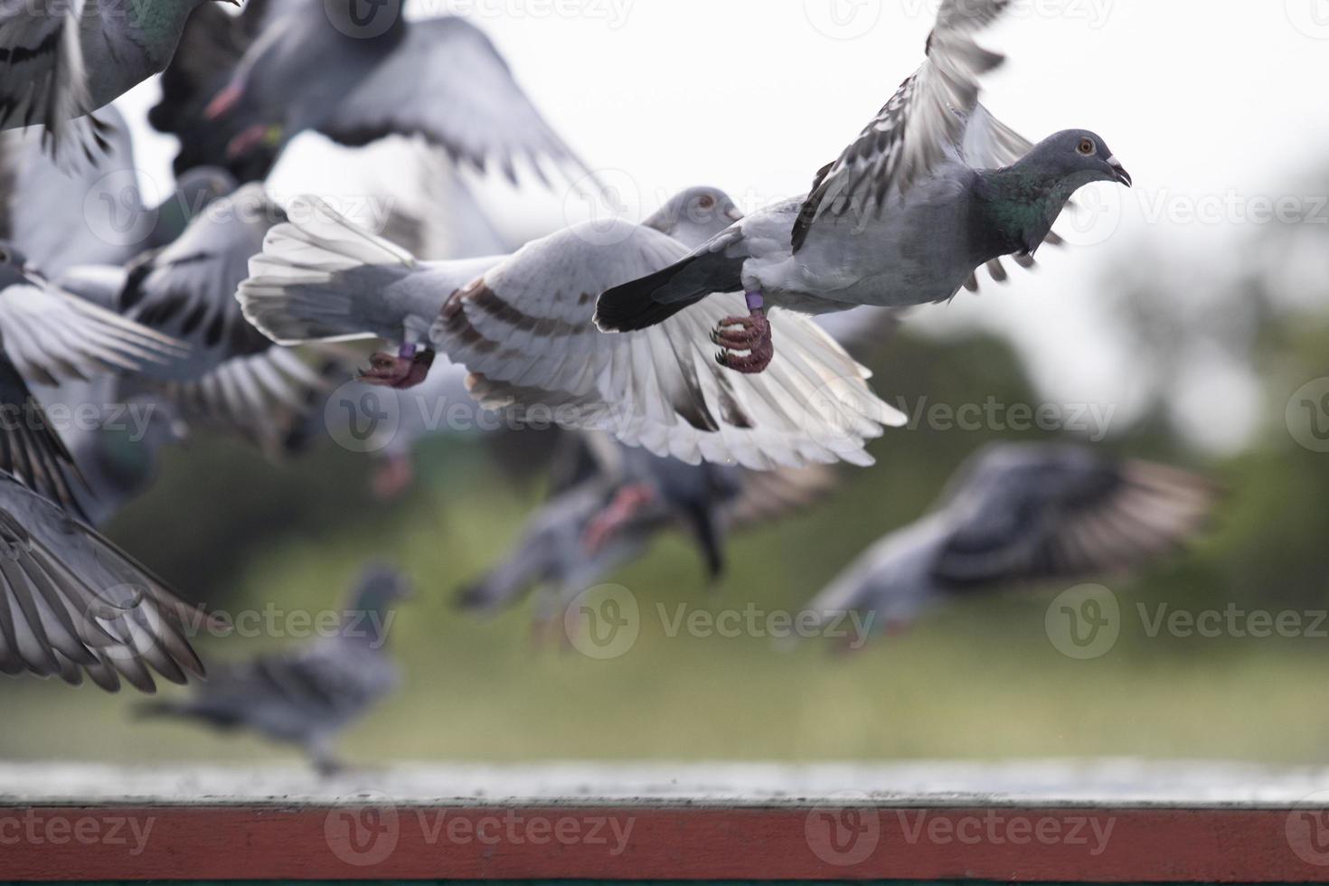 Pigeon de course de vitesse survolant le piège du loft d'accueil photo