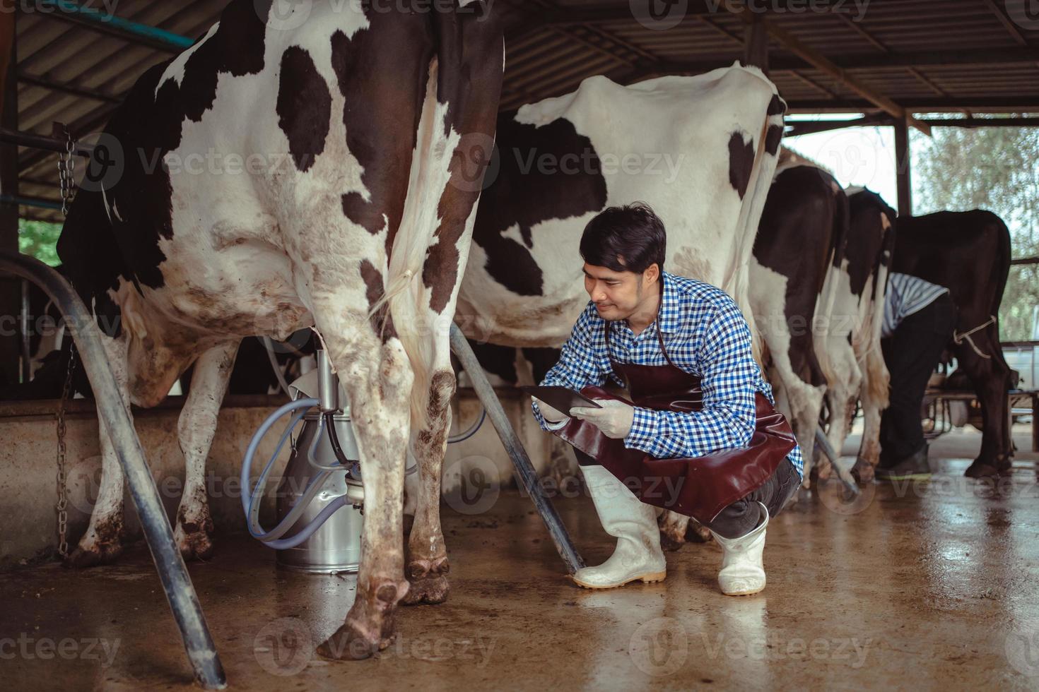 agriculteur utilisant une tablette pour vérifier son bétail et la qualité du lait dans la ferme laitière. industrie agricole, concept d'agriculture et d'élevage, vache dans une ferme laitière mangeant du foin, étable. photo