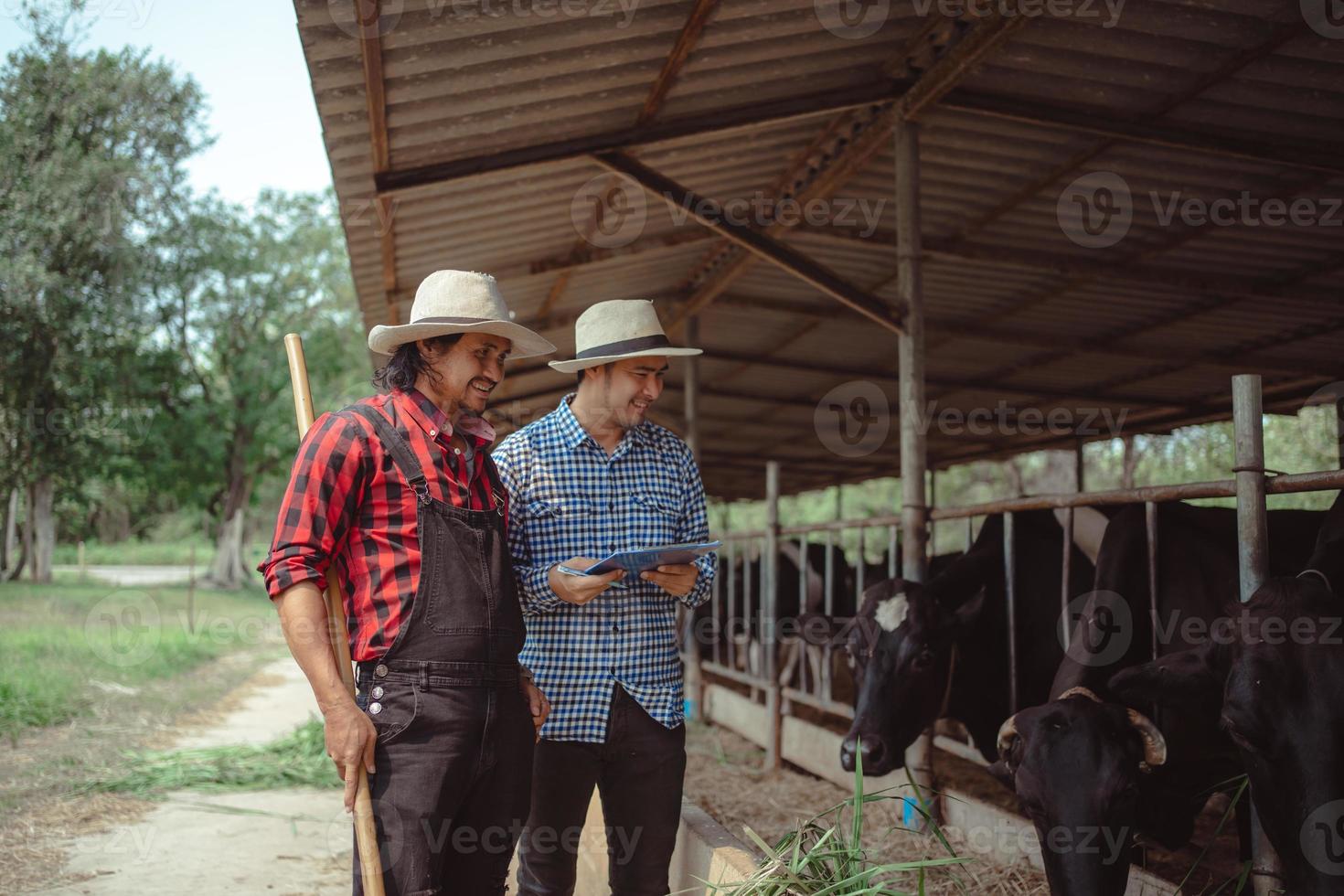 deux agriculteurs mâles travaillant et vérifiant son bétail dans la ferme laitière. industrie agricole, concept d'agriculture et d'élevage, vache dans une ferme laitière mangeant du foin. étable. photo