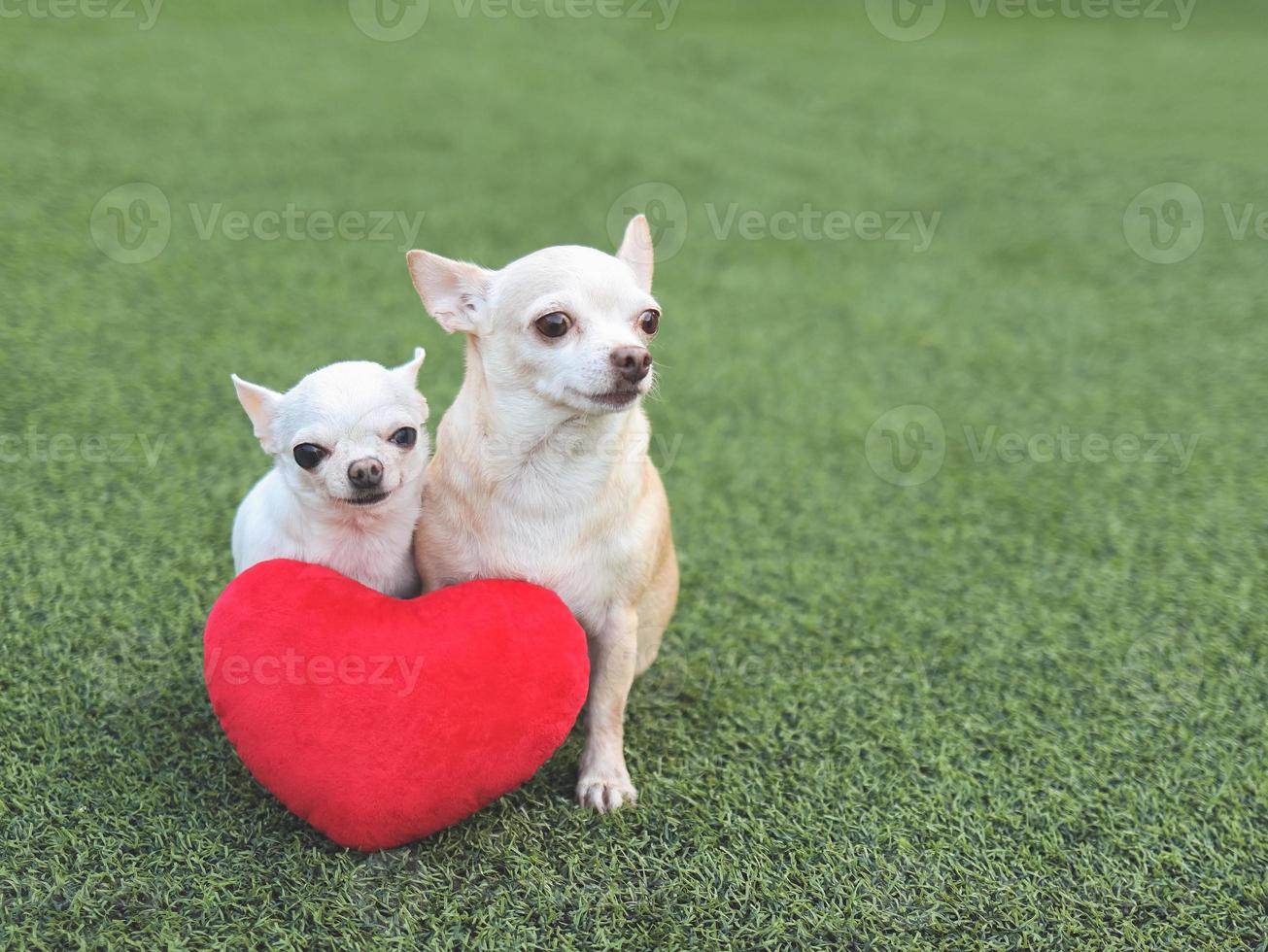 deux chiens chihuahua de taille différente assis avec un oreiller en forme de coeur rouge sur l'herbe verte, souriant et regardant la caméra. notion de saint valentin. photo