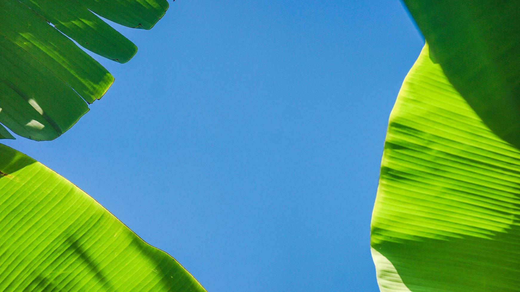 fond de feuille de bananier texturé avec ciel bleu vif photo