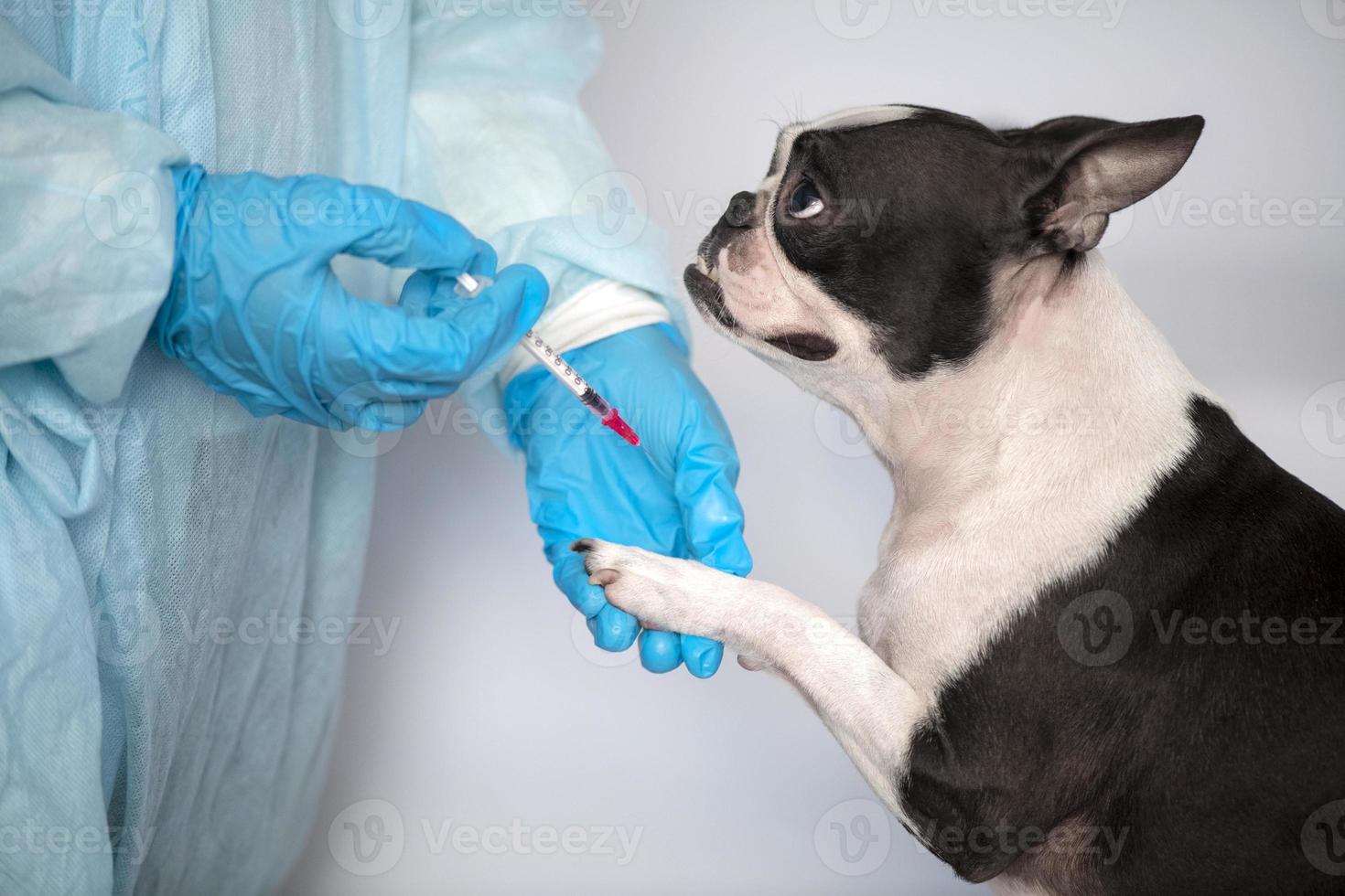 chien de compagnie boston terrier à la réception chez le médecin vétérinaire de la clinique vétérinaire. concept de soins aux animaux. services vétérinaires. soins de santé pour animaux de compagnie photo