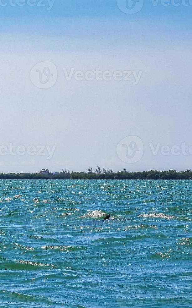 dauphins nageant dans l'eau au large de l'île de holbox au mexique. photo