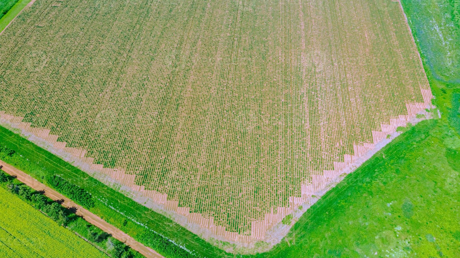 une section de la zone de labour pour les plantes à l'île-du-prince-édouard, canada photo