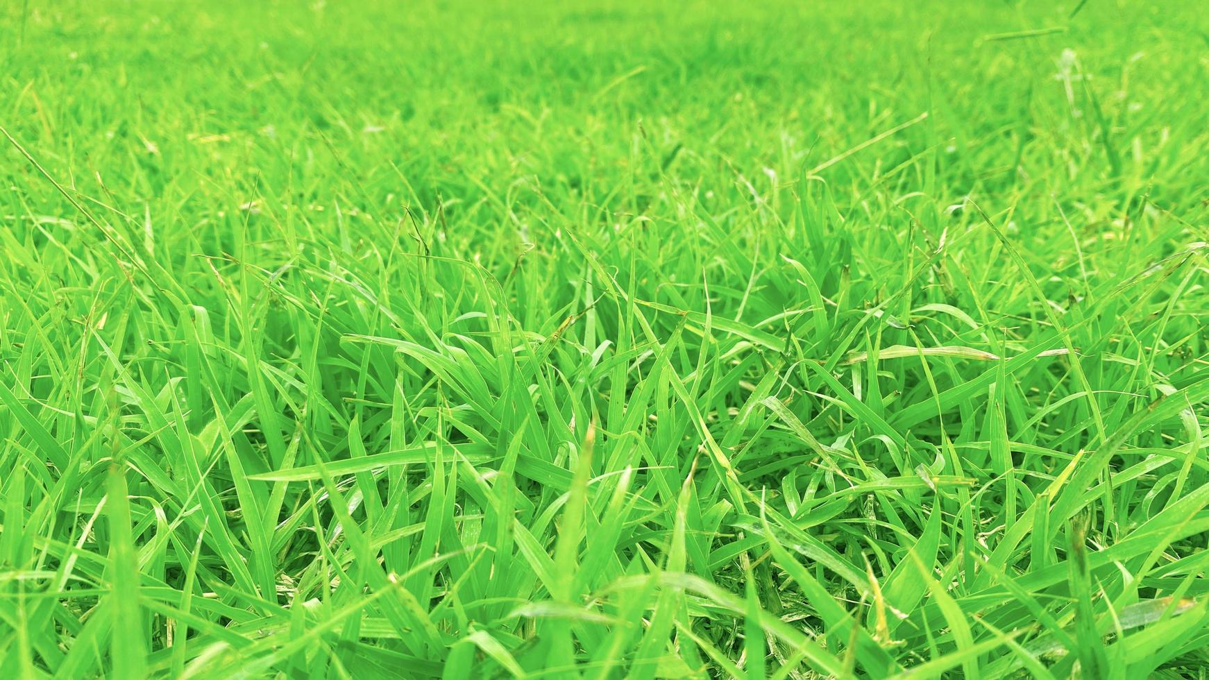 fond de texture d'herbe verte concept de jardin d'herbe utilisé pour faire un terrain de football de fond vert, golf d'herbe, fond texturé de motif de pelouse verte. photo