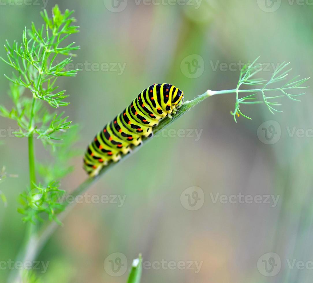 chenille verte sur une tige photo