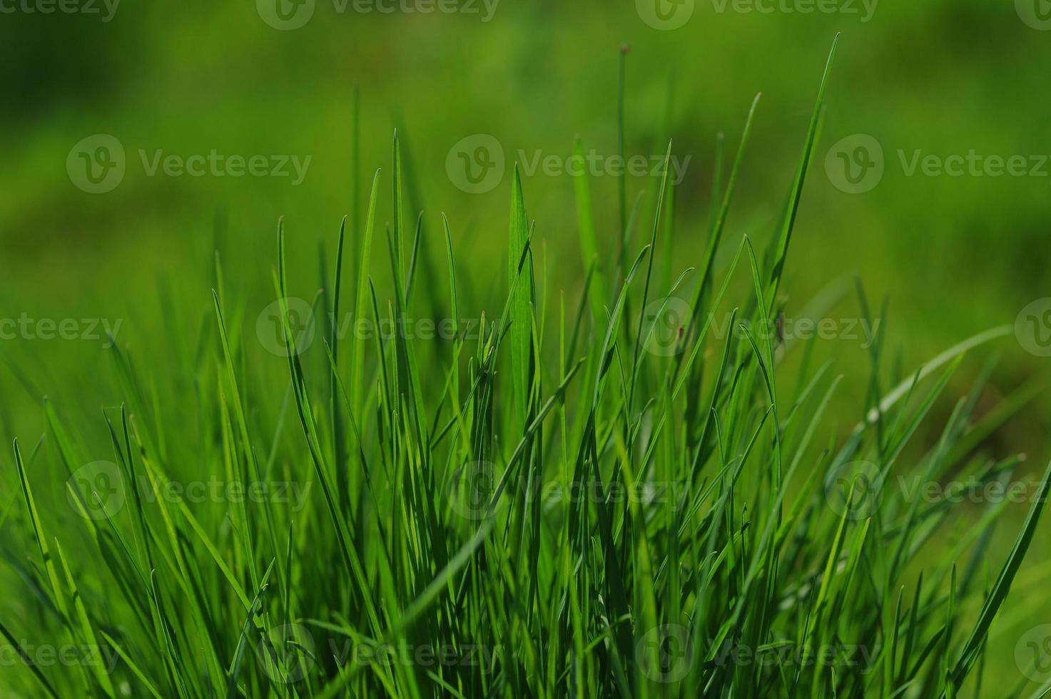 herbe d'été fraîche photo