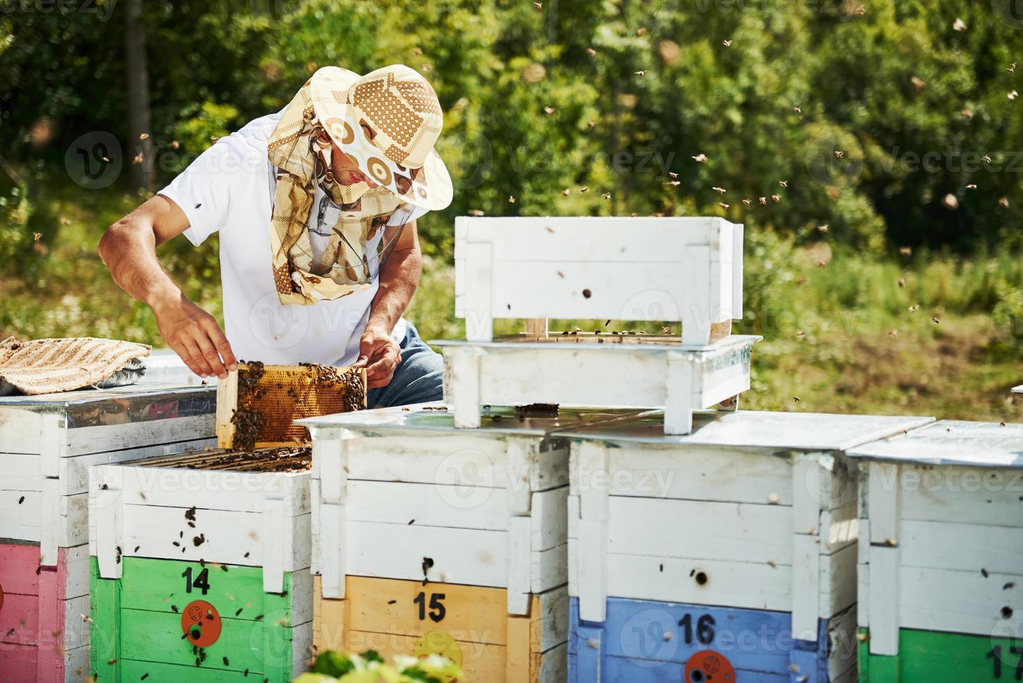 beaucoup de ruches. l'apiculteur travaille avec un nid d'abeilles plein d'abeilles à l'extérieur par beau temps photo