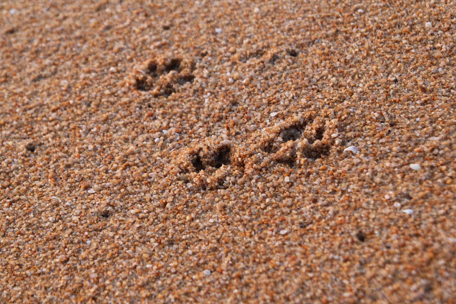 voyage à l'île de phuket, thaïlande. les empreintes de chien sur la plage de sable. photo