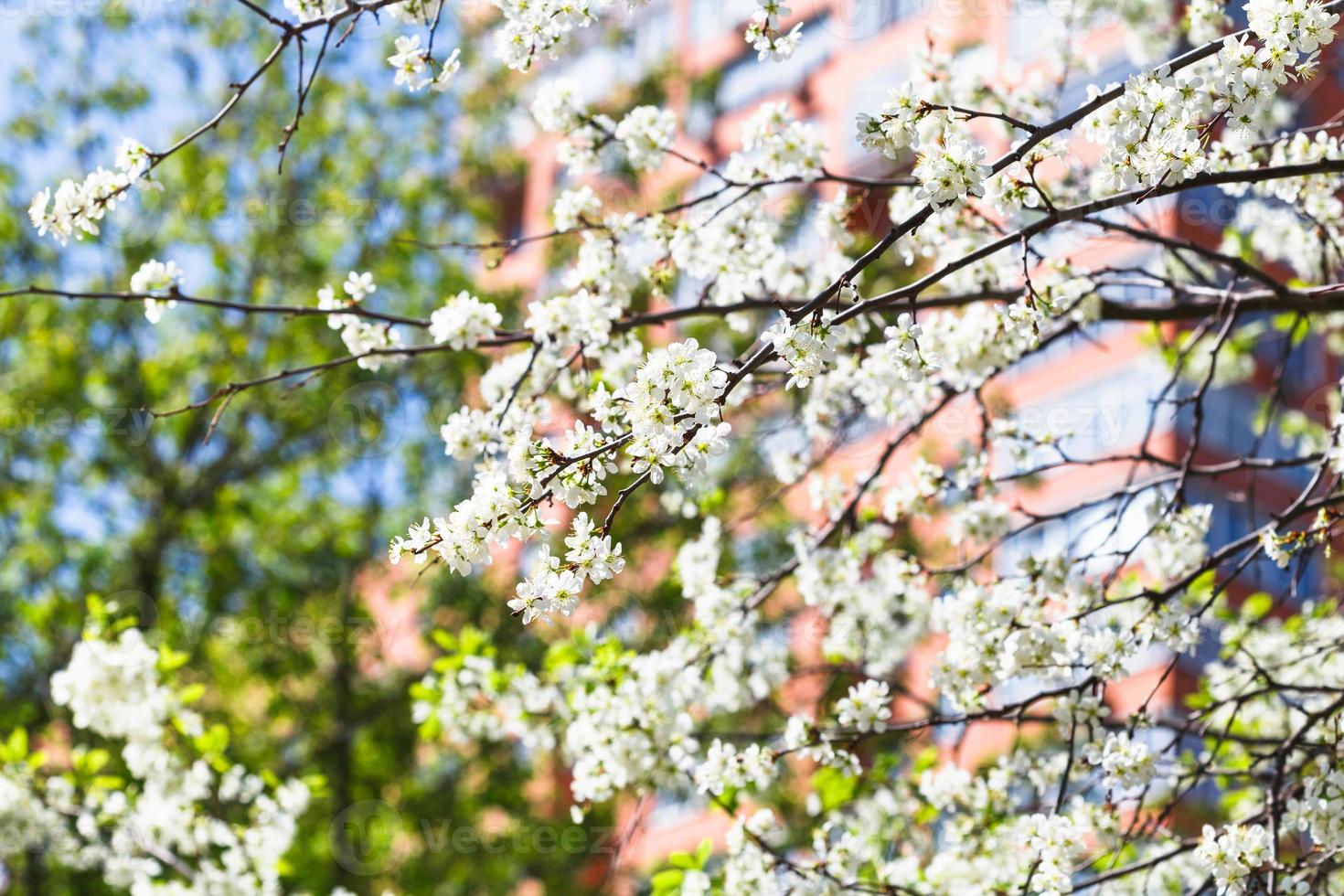 brindilles de cerisier en fleurs et maison urbaine photo