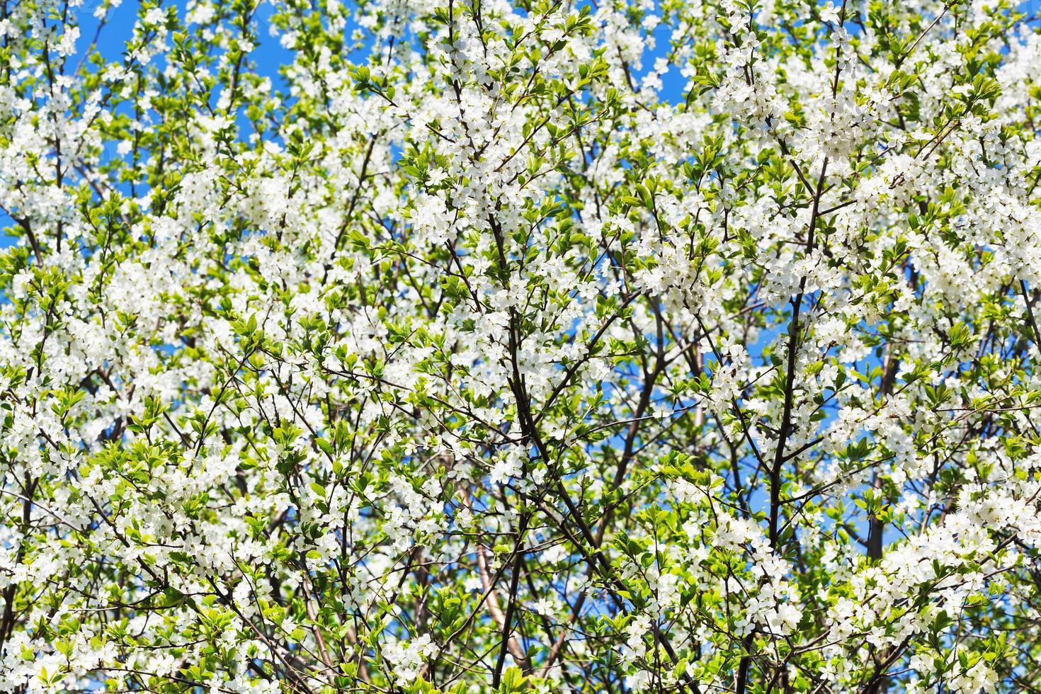 couronne de cerisier en fleurs blanches photo