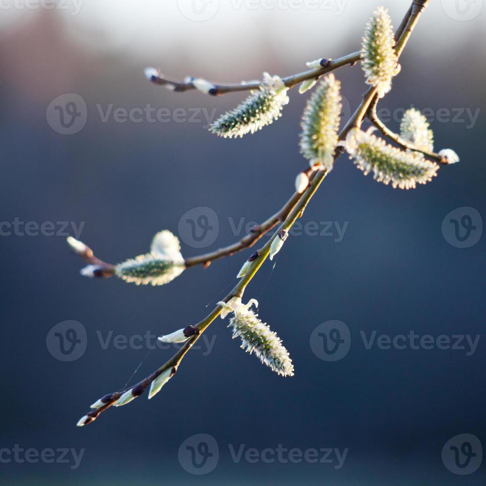 chatons mâles de saule de chèvre sur la brindille photo