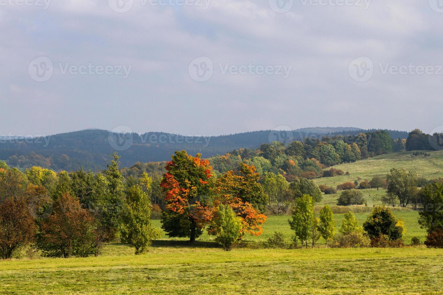 paysage d'automne avec des feuilles jaunes par beau temps photo